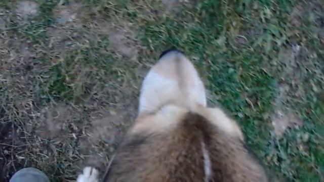 Бойке 7 месяцев!!!14.11.2018 смотреть онлайн