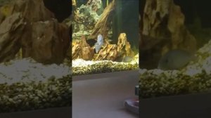 брачные игры цихлид голубой дельфин🐬