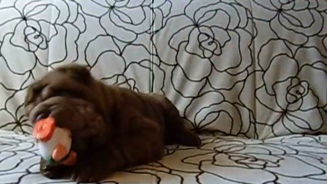 Две девчушки шарпеюшки смотреть онлайн