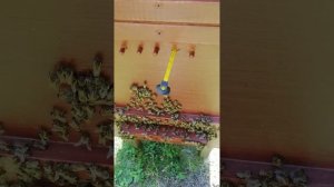 ПЧЕЛОВОДСТВО.  СОЛНЕЧНЫЙ УЛЕЙ С ВЕСНЫ ДО ОСЕНИ 2024