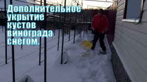 Укрытие винограда снегом | Укрытие винограда