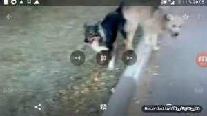 Собаки слиплись