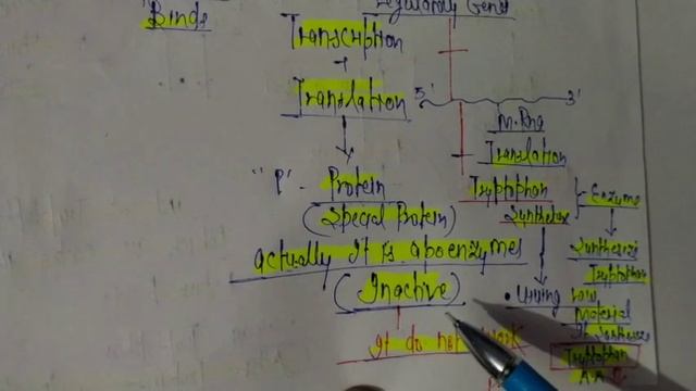 Tryptophan Operon  Repressible Operon  For BSc 3SemM.Sc 4SemNEETB.Pharma 