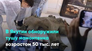 В Якутии обнаружили тушу мамонтенка возрастом 50 тыс. лет