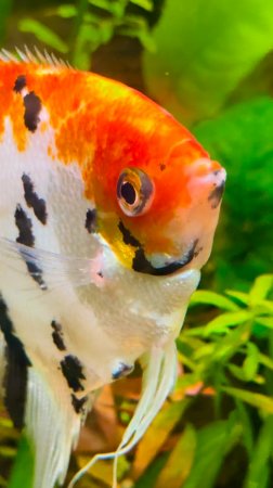 Angelfish