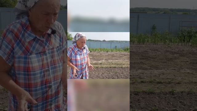 Подкормка клубники! смотреть онлайн