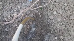 Весенняя подкормка винограда