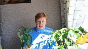 Что случилось с рассадой ПЕРЦА, ТОМАТА и БАКЛАЖАН? Как бороться?