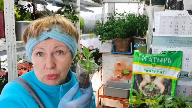 Посеял одно семя ПЕТУНИИ, а получил 10 кустов рассады. Как вырастить ?