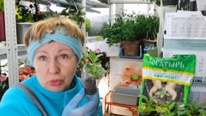 Посеял одно семя ПЕТУНИИ, а получил 10 кустов рассады. Как вырастить ?