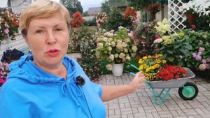Цветы в компост? Беру маточники с любимых цветов. Продолжаю уборку в саду