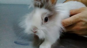 Нистагм у кролика как один из характерных симптомов вестибулярного синдрома