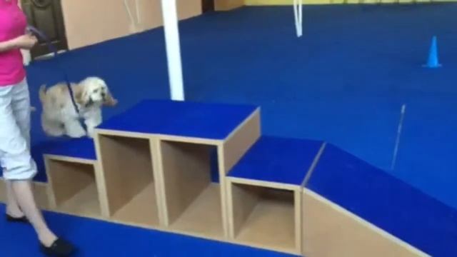 Филип www.vip-pets.cz смотреть онлайн