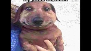 Пуки каки кашаки | озвучка o3ccy