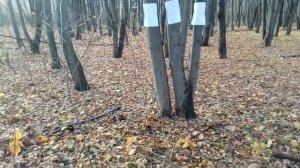 Распыление баллона "Антизверь", пр.-во ЗАО Техкрим. Сильный ветер.