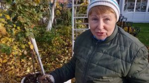 Посадила не правильно. Буду исправлять. Как зимуют розы на штамбе?