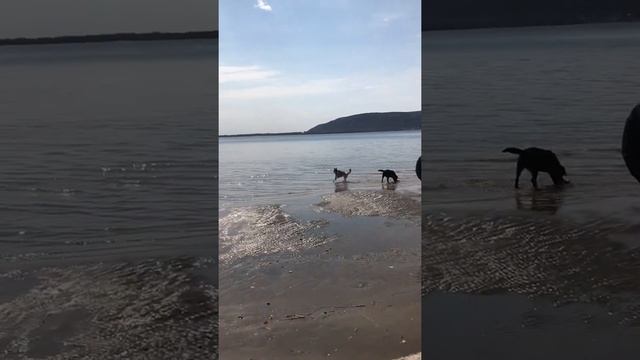 Хаски и лабрадор смотреть онлайн