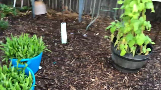 How I Saved My Fruit Trees by Using Organic and Natural Ingredients
