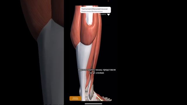 ШПАРГАЛКА.Миология.МЫШЦЫ ГОЛЕНИ #shorts #anatomy #sports