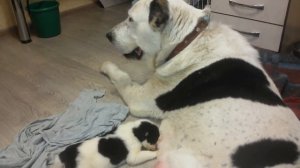 Бугай Алабай...за СОВЕТСКИЙ СОЮЗ.