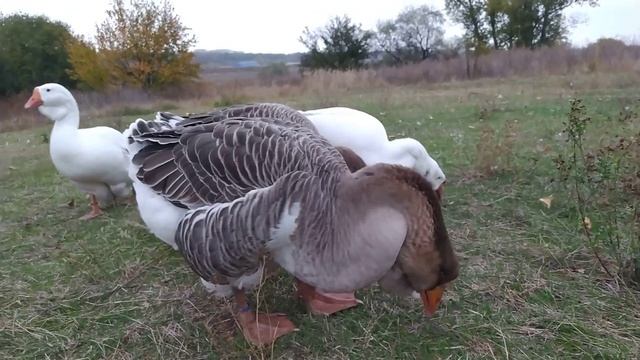 Гуси на выпасе. смотреть онлайн