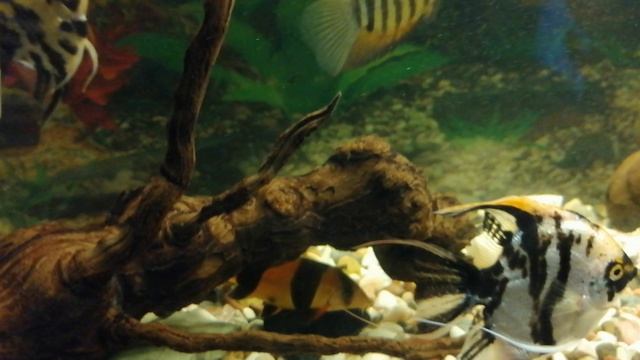 Скалярия🐟