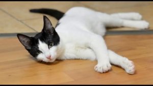Котята 6 месяцев