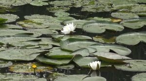 НА ТАКИЕ СПИНИНГОВЫЕ ОСНАСТКИ ЛОВИТЬ ЗАПРЕЩЕНО! САМАЯ "рабочая" ПРИМАНКА! Тактика, проводка...