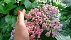 Полный шик цветения. Прогулка по саду на 1 августа. Север Ленинградской области ч.2
