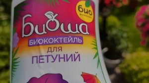 Эта ПЕТУНИЯ обалденная. Даже в маленьком горшке будет радовать все лето