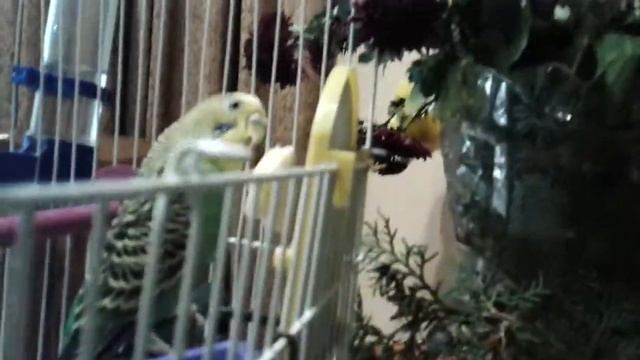 Попугай бьёт колокольчик!!!😂😂😂😮😮 смотреть онлайн