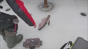 Дневные поимки форели на Нижнем. Клёвое место Лосиный остров.