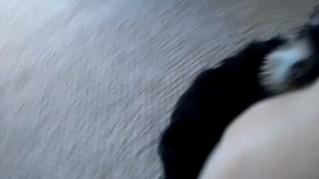 Короче говоря,повязяла полиция смотреть онлайн