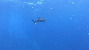 Carcharhinus longimanus  Длиннокрылая акула