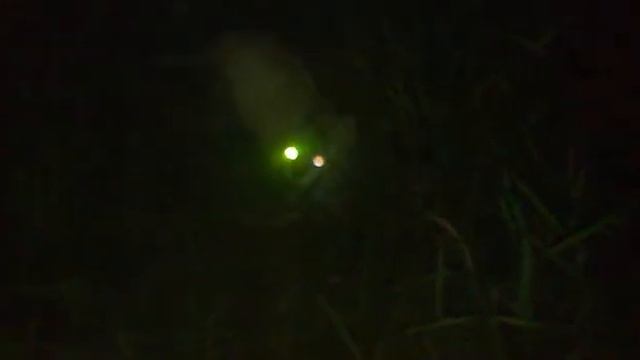 Паронормальное явление котэ