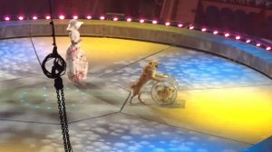 Vlog:Цирк воды,огня и смеха.Моя сестра Айза💖