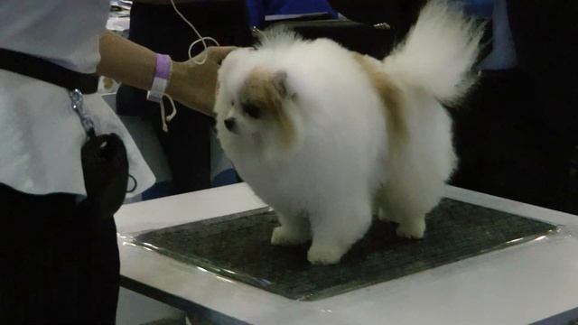 ЕВРОДОГШОУ-2017 * ПОМЕРАНСКИЙ ШПИЦ * ОТКРЫТЫЙ КОБЕЛИ * 3479 смотреть онлайн