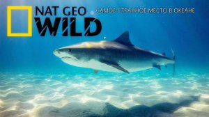 Nat Geo Wild Самое странное место в океане 12+