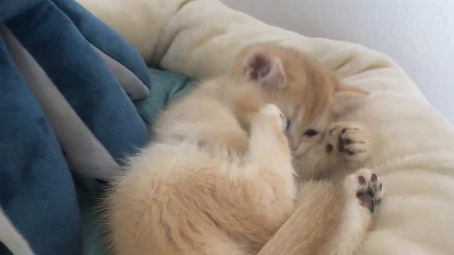🤩🤩🤩СОЛОМИЯ, ШОКОЛАДНАЯ ШИНШИЛЛА💝💘💖GOLDEN KITTENS🎀