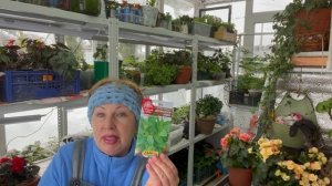 ПОСЕВ очень не обычных Томатов, Перцев, Базилика для кашпо