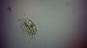 Стилонихия (Stylonychia)