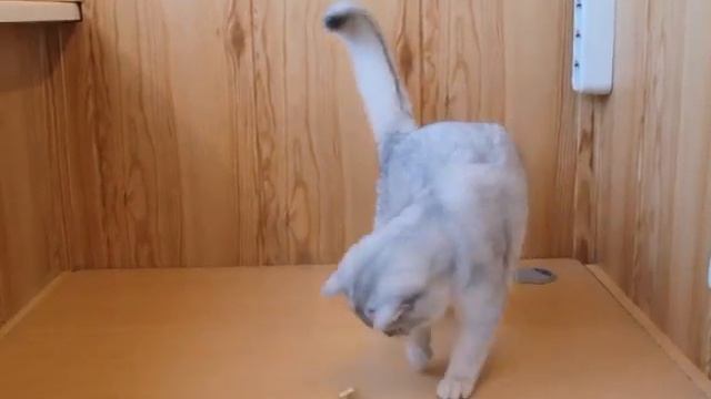 Британская кошка Happy Bears Annabeli смотреть онлайн