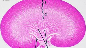 Сазонов С.В. 41. Почка