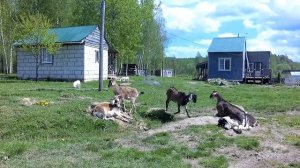 КУРИНЫЙ ТРАКТОР ЗАСЕЛЕН. КОРЧУЕМ ВАЛУНЫ Т-40 И Я.