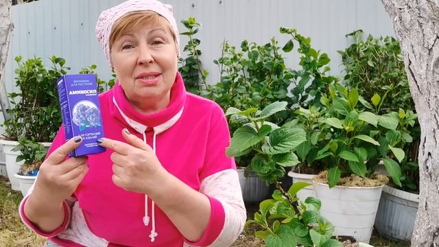 Тяжело таскать 30 горшков с гортензиями. Надо остановиться. Чем кормлю? Как приучаю к солнцу?