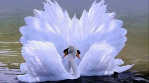 Трогательная песня "ЛЕБЕДИНАЯ ВЕРНОСТЬ " на стихи Ксении Павленко.