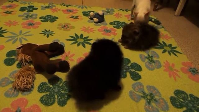 черная помдевочка смотреть онлайн