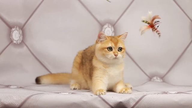 Британские котята, золотые шиншиллы.UA*Leo San Orkhideya