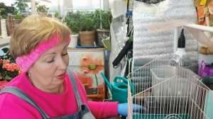 Креативное кашпо для традесканций. Необычное использование старых вещей