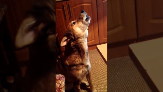 Собака воет-кошка мяукает) Прикол! собака воет на мяуканье кошки. Прикол 2015. Самое смешное смотреть онлайн